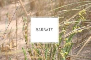 Barbate